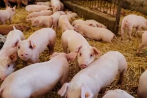 Soluções criadas por universitários utilizam tecnologia para resolver problemas de produção animal e gestão ambiental